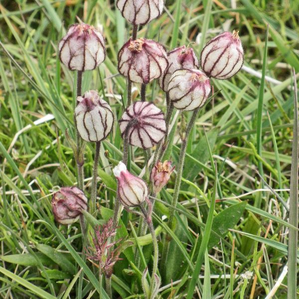 Silene uralensis arctica Svalbard Longyearbyen 2014 1 A.Elven a